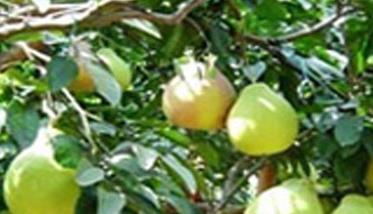 我国有哪些早熟梨树优良品种