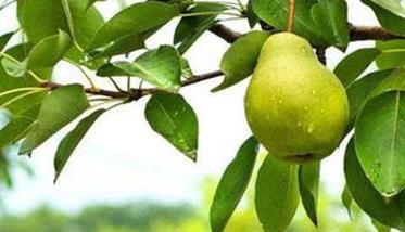 适于加工的梨树品种有哪些 适合密植的梨树品种有哪些
