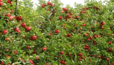 矮化苹果树体矮小、便于管理