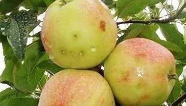 苹果树虫害及其防治方法