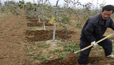 苹果树苗的栽植方法