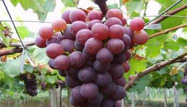 葡萄生产对自然环境条件有哪些要求（葡萄生长对环境条件有什么要求?）