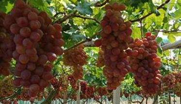 栽培葡萄常用肥料有哪些