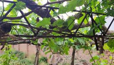 庭院葡萄应选择哪种树型方式合适 庭院葡萄品种选择
