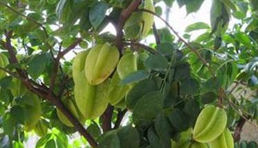 杨桃树一年施几次肥 杨桃树的施肥管理方法
