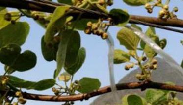 猕猴桃施肥方案和最佳时间 猕猴桃四佳施肥法