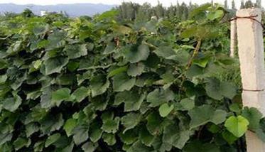 适合北方栽培的鲜食葡萄品种
