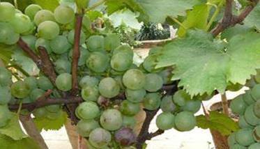 盆栽葡萄选择品种时应注意什么 盆栽葡萄选什么品种好