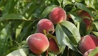 桃树施肥要点 桃树施肥的技术要点