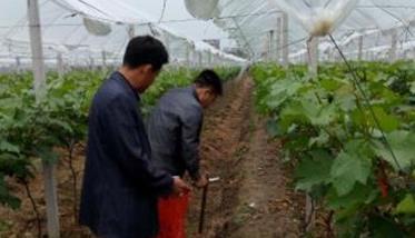 大棚葡萄栽培要领:施肥 大棚葡萄技术