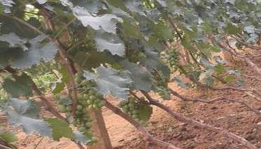 葡萄的栽植密度要求 