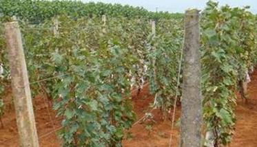 葡萄的栽植与管理的方法