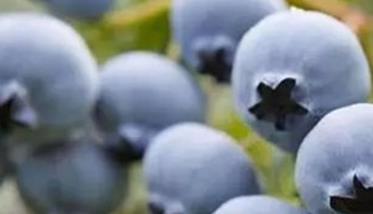 蓝莓施肥管理技术 蓝莓苗期肥水管理