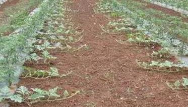 露地西瓜种植管理的三个关键期,你把握住了吗？
