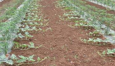 黑美人西瓜搭架高产栽培新方法 黑美人西瓜苗怎么种?