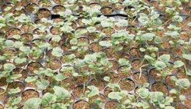 西瓜的播种育苗要求
