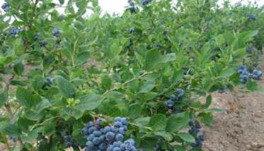 蓝莓种植园的选址要求