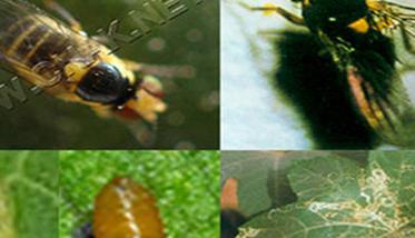 美洲斑潜蝇对西瓜的危害