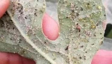蚜虫对西瓜的危害