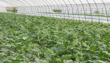 大棚西瓜栽培条件及培育壮苗