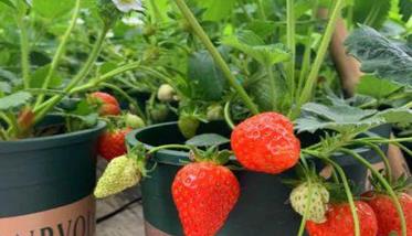 盆栽草莓灌溉与施肥管道