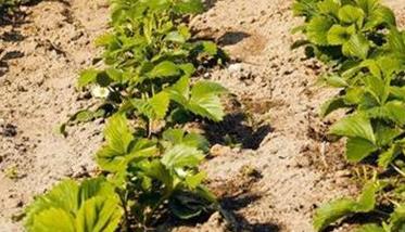 草莓田间管理的七项主要措施 草莓田间种植与管理