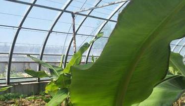北方温室香蕉栽培技术 香蕉具体栽培技术