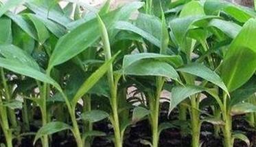 香蕉的育苗与定植