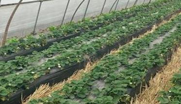 冬草莓栽培季节与品种选择问题