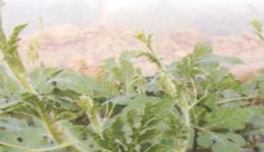 西瓜异常苗有哪几种 产生西瓜幼苗异常怎么办