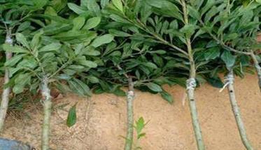 杨梅种植方法及病虫害防治要点 杨梅种植技术和管理