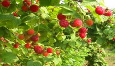树莓的生长习性