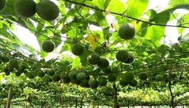 罗汉果栽培对外界条件的具体要求 罗汉果栽种