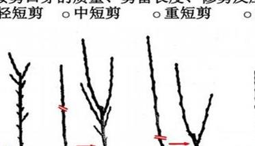 冬季果树修剪技术的四个基本方法简介