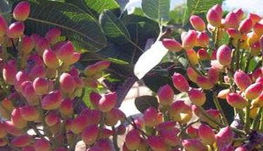 夏季果树的花果管理