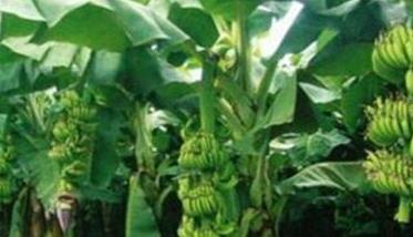 香蕉种植到收成几个月（香蕉种植到收成几个月可以结果）
