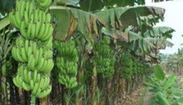 种植香蕉所需的气候条件