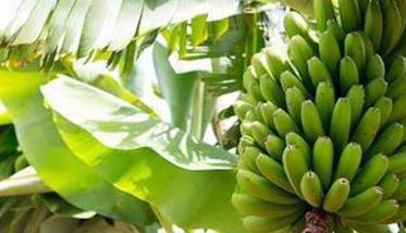 香蕉适宜种植地区