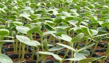 西瓜育苗的环境条件