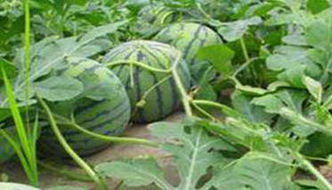 西瓜生长阶段所需肥料种类、数量