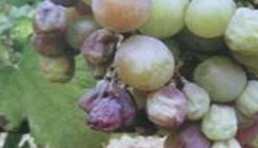 葡萄烂果病的病因是什么