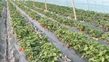 草莓亩产量大约能达到多少 草莓亩产量是多少