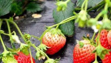影响草莓膨大的因素