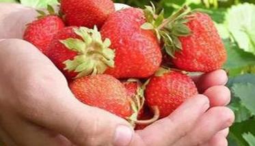 越秀草莓品种简介