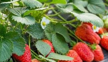 越秀草莓品种具体表现