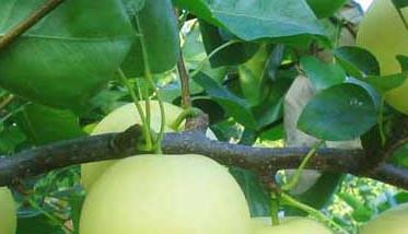梨树的病虫害防治措施 梨树病虫害怎样防治