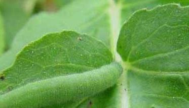 青菜主要虫害的防治方法 菜青虫的防治措施