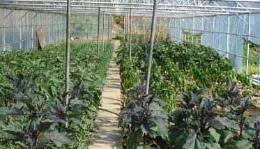 大棚蔬菜种植利润分析 大棚蔬菜种植效益分析