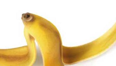 香蕉种植技术