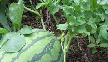 无籽西瓜的高效栽培技术 无籽西瓜育种方式